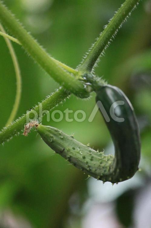 家庭菜園のきゅうり きゅうり,曲がった,曲がるの写真素材