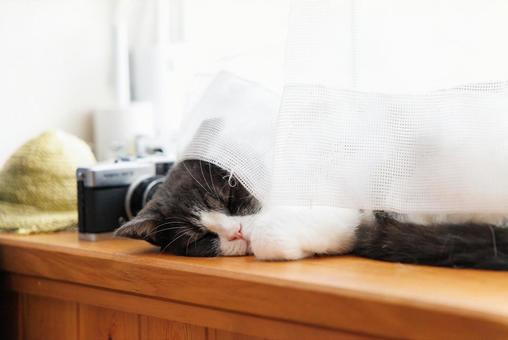 窓辺の猫 マンチカン,猫,窓の写真素材