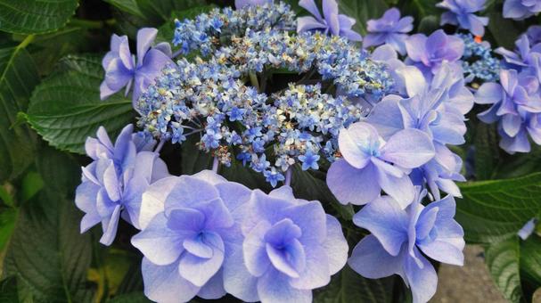 アジサイ 1 アジサイ 1 ガクアジサイ,ブルー,美しいの写真素材