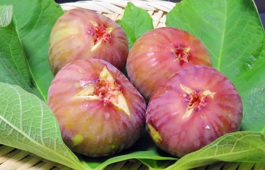 食べごろのイチジク 食べごろのイチジクの写真