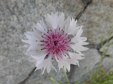【花の写真】ヤグルマギクの花 【花の写真】ヤグルマギクの花 ヤグルマギク,矢車菊,キク科の写真素材