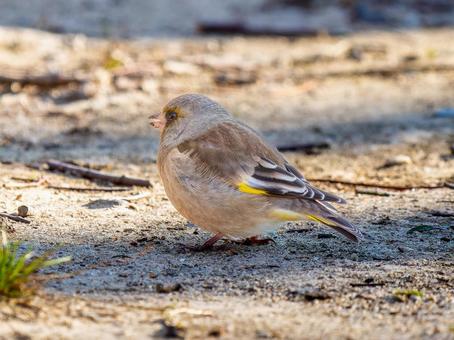 地面を歩くカワラヒワ 地面を歩くカワラヒワの写真
