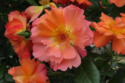 オレンジのバラ オレンジのバラ 薔薇,オレンジの花,園芸品種の写真素材