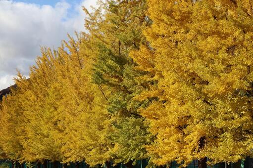 秋のイチョウ並木 11月,色づく,風景の写真素材