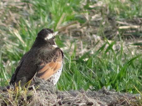 Wild bird thrush, JPG Wild bird thrush, JPG