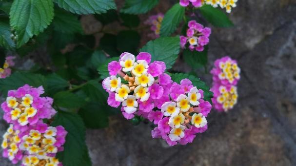 ランタナの花と葉 ランタナの花と葉の写真