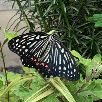 アカボシゴマダラ 後ろ アカボシゴマダラ 後ろ 蝶,アカボシゴマダラ,特定外来生物の写真素材