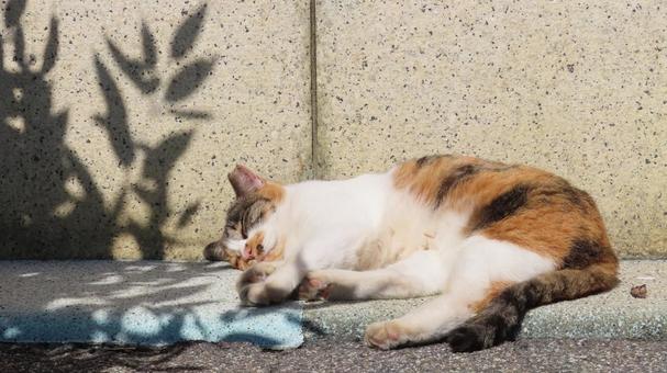 白目を剥いて爆睡中のもふもふな三毛猫 三毛猫,猫,眠り猫の写真素材