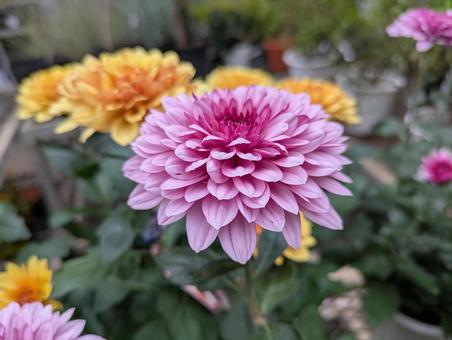 かわいい菊の花 菊,花,フラワーの写真素材