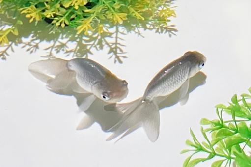 金魚 金魚の写真