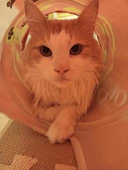 トンネルに入った猫 ネコ,猫,ノルウェージャンの写真素材