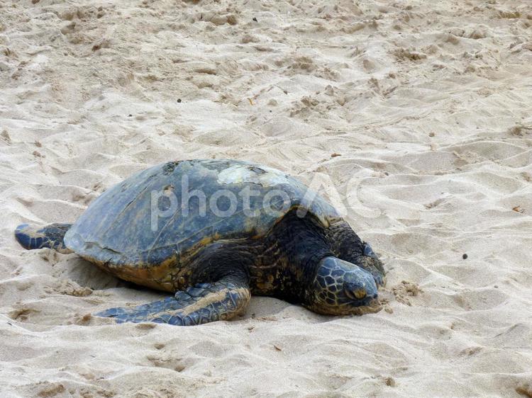ハワイのビーチでウミガメ1 ウミガメ,ハワイ,ノースショアの写真素材