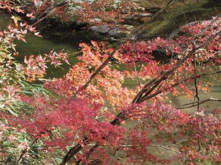 鹿又川渓谷の紅葉 鹿又川渓谷の紅葉の写真