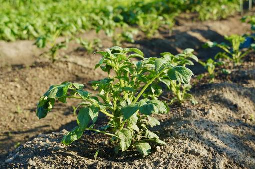 じゃがいも畑 じゃがいも畑の写真