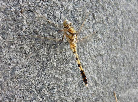 【昆虫写真】シオカラトンボ♀ 【昆虫写真】シオカラトンボ♀の写真