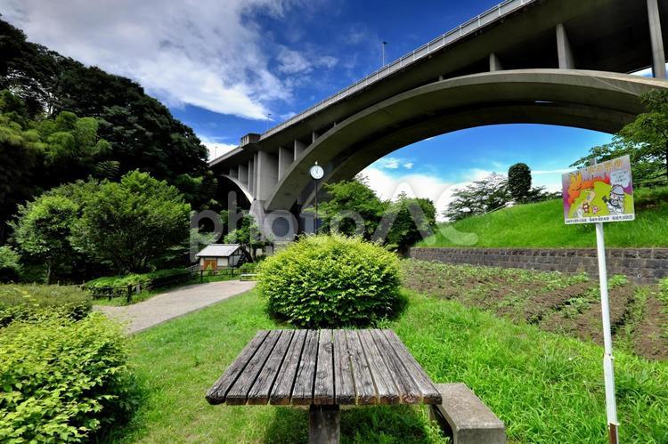 初夏の上谷戸親水公園⑤ 上谷戸親水公園,公園,橋の写真素材