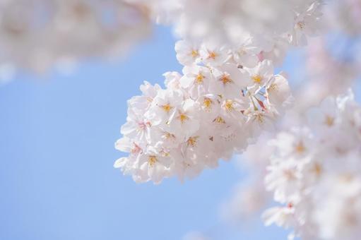 満開の桜のアップ ソメイヨシノ,花,桜の写真素材