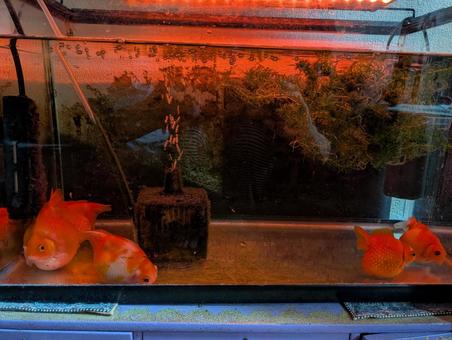 睡眠中のピンポンパール達 金魚,ピンポンパール,水槽の写真素材