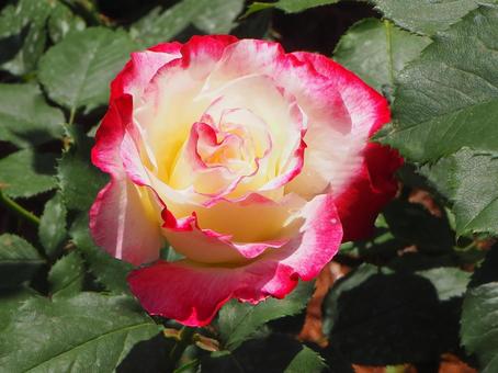 薔薇 ダブル・ディライト 薔薇 ダブル・ディライトの写真