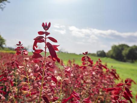秋陽に揺れる真紅のサルビアの写真