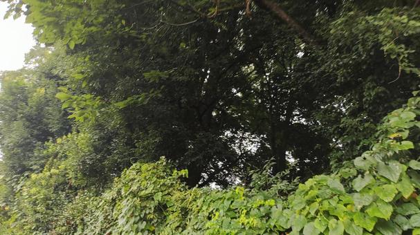 茂る植物 茂る植物の写真