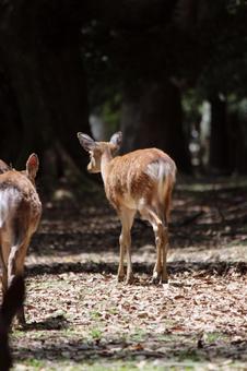 奈良公園シカ 奈良公園シカの写真