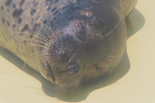 ゴマフアザラシ ゴマフアザラシ 水族館,ゴマフアザラシ,アザラシの写真素材