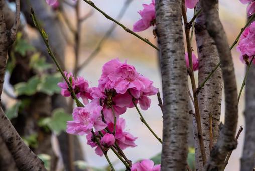 ピンク色の桃の花 ピンク色の桃の花の写真