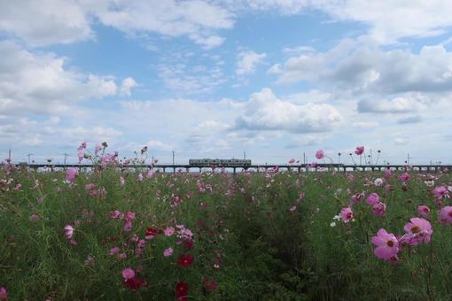 コスモス畑 コスモス,日本,風景の写真素材