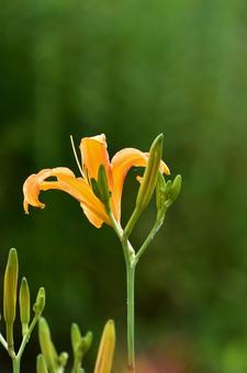 夏の花:ノカンゾウ2 夏の花:ノカンゾウ2の写真