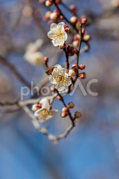 青空に映える春の到来を告げる白梅 梅,花,植物の写真素材