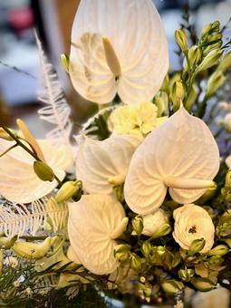 ホワイト モンステラの写真