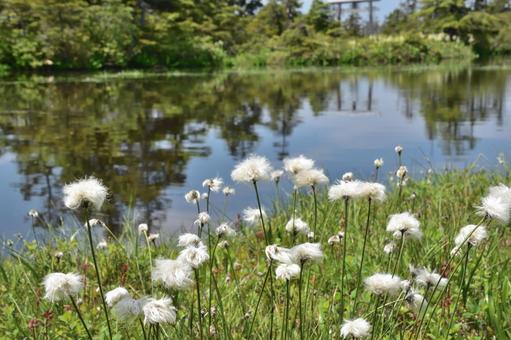 Photo, eriophorum vaginatum, পুকুর, প্রতিফলন, 