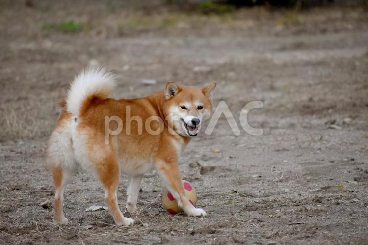 柴犬・振り向く・笑顔 柴犬,柴,犬の写真素材