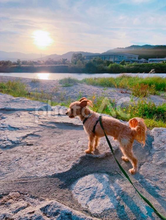 犬　散歩　河原　夕暮れ トイプードル,子犬,プードルの写真素材