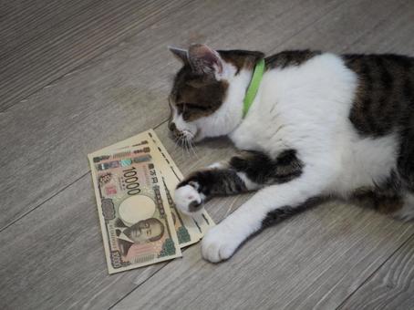 猫に小判のイメージ 猫に小判のイメージ 猫,万札,ボーナスの写真素材