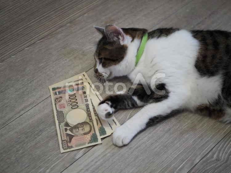 猫に小判のイメージ 猫,万札,ボーナスの写真素材