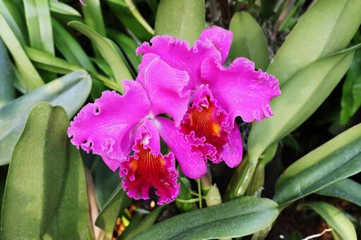 ラン１６（咲くやこの花館） ラン,花,可愛いの写真素材