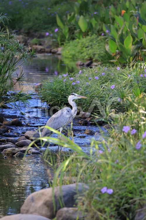 アオサギのいる風景 川,湿地,アオサギの写真素材