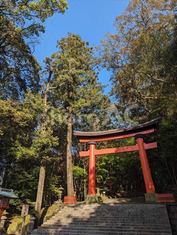 宇佐神宮 大分県,鳥居,宇佐神宮境内の写真素材