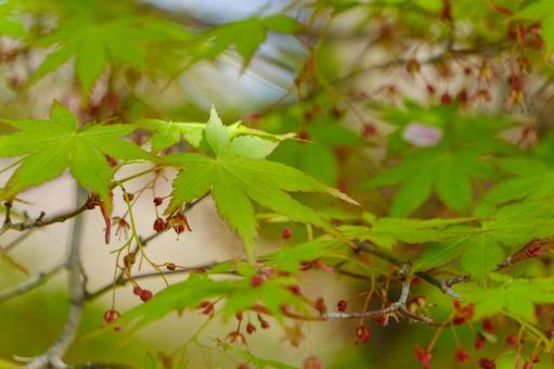 新緑のモミジに芽吹く春の訪れ 新緑のモミジに芽吹く春の訪れの写真