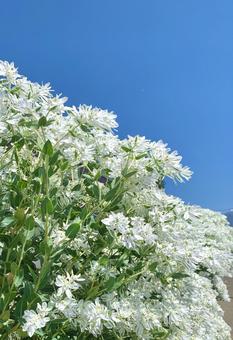 夏に咲く初雪草2 夏に咲く初雪草2の写真