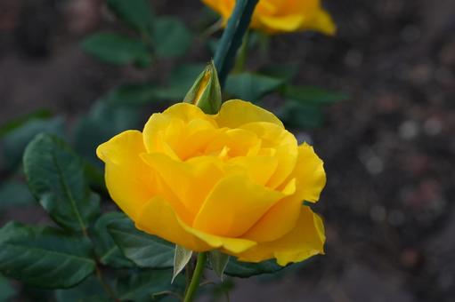 Rose (yellow: Henry Fonda), JPG Rose (yellow: Henry Fonda), JPG