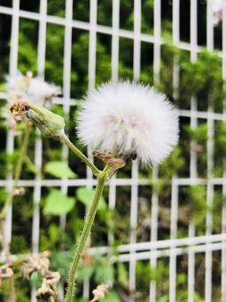 たんぽぽ たんぽぽの写真