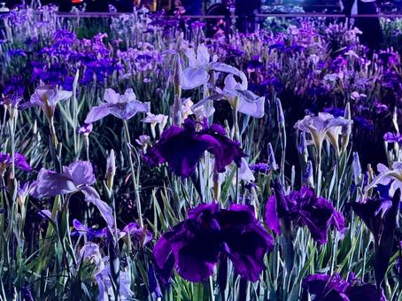 夜の堀切菖蒲園 ライトアップされる花菖蒲 夜の堀切菖蒲園 ライトアップされる花菖蒲の写真