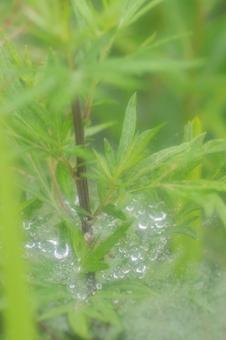 Spider web and water drops, JPG