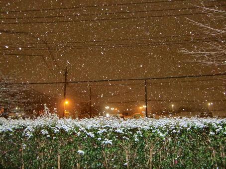 夜の雪のボケ背景-5 夜の雪のボケ背景-5 背景,ボケ,夜の写真素材