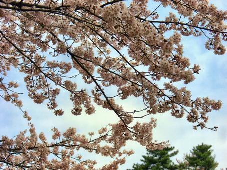 清水公園の桜-10 清水公園の桜-10 清水公園,千葉県野田市,桜の木の写真素材