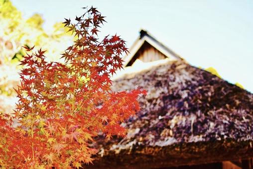 伊藤博文公生家とモミジの紅葉 伊藤博文公記念公園,伊藤博文公生家再,藁葺き屋根の写真素材