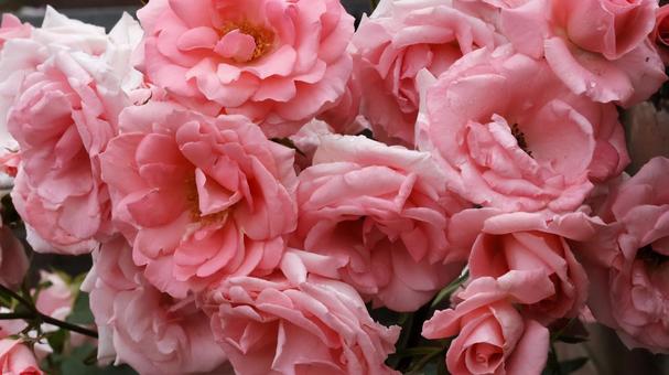 Photo, rose, plant, gardening, 